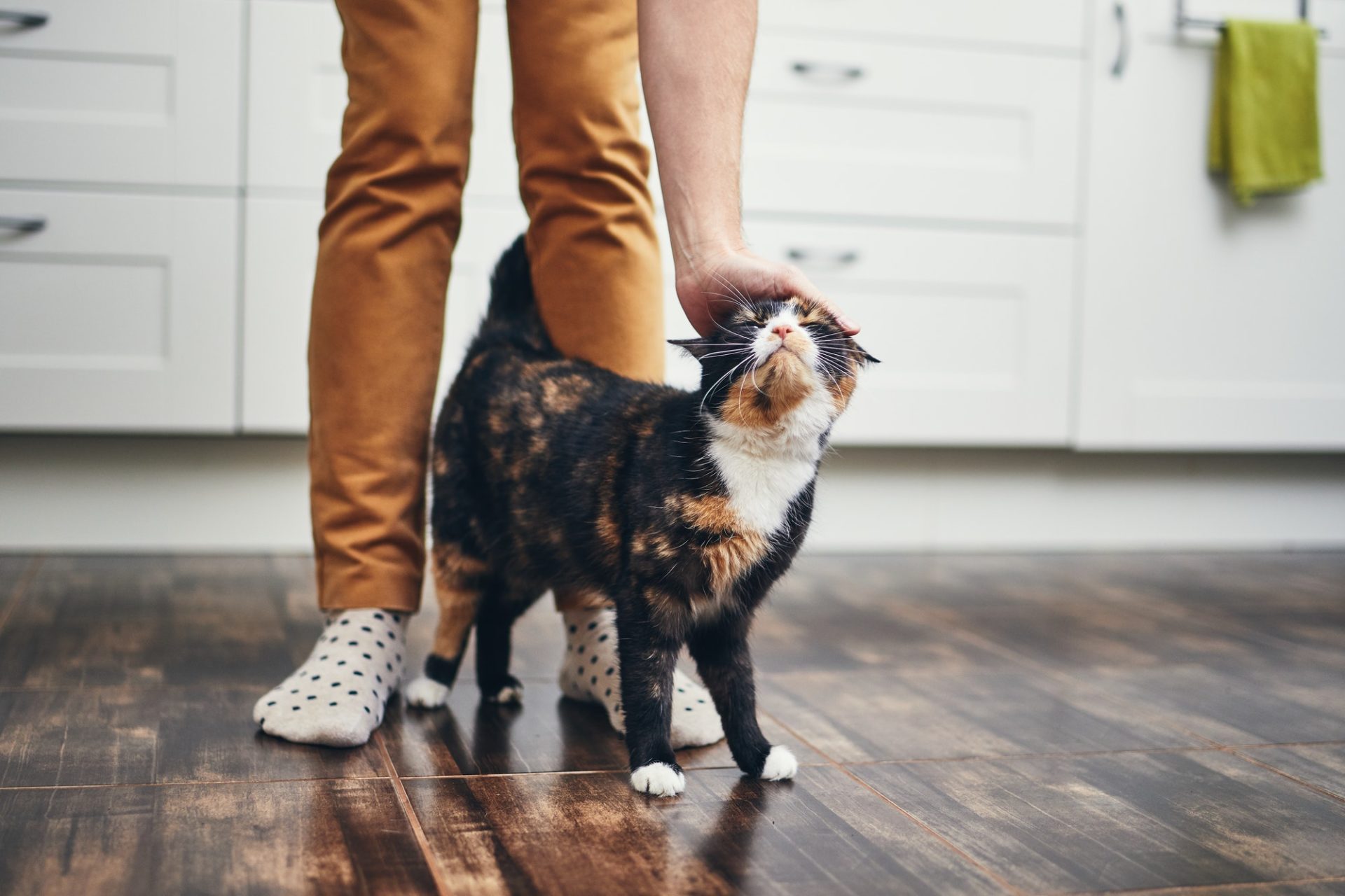 domestic-life-with-cat.jpg domestic-life-with-cat.jpg